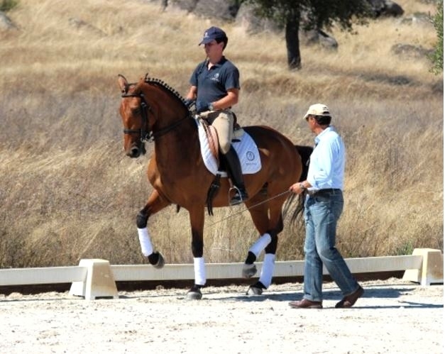 stage equitation portugaise