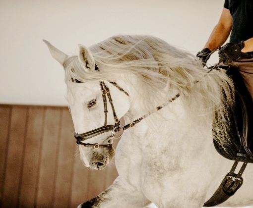 stage de dressage portugal