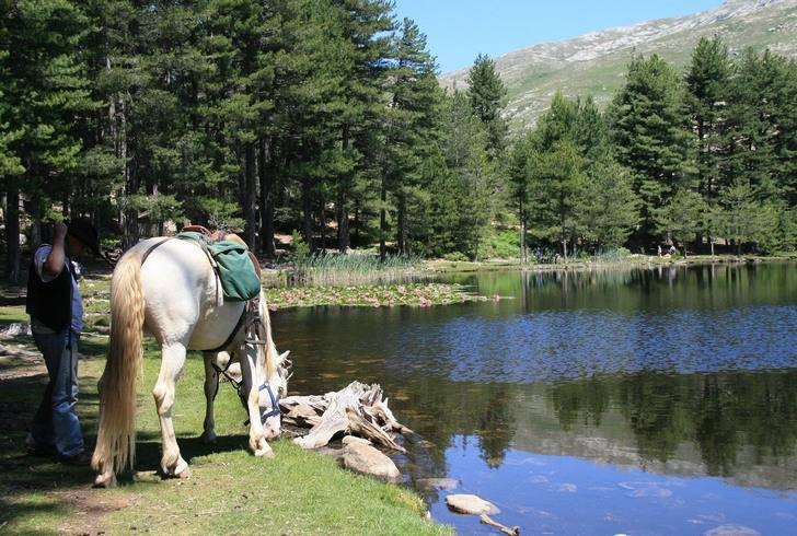 stage equestre en Corse