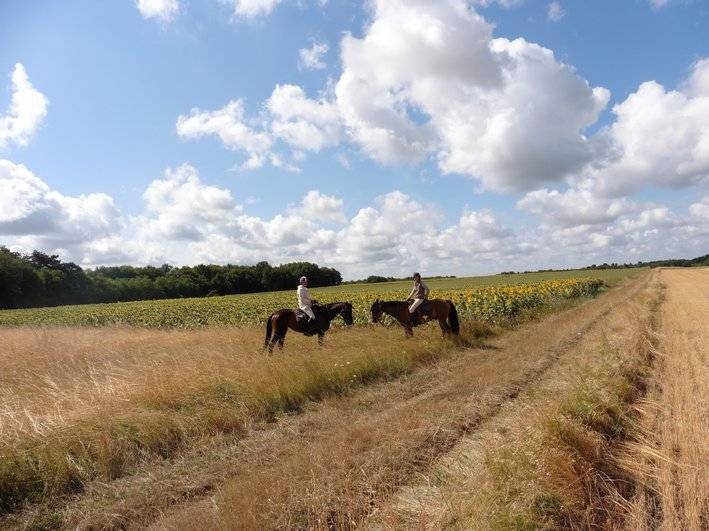 cheval chateaux de la loire