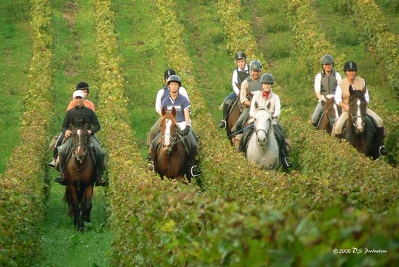 rando cheval bordeaux