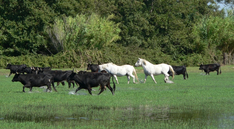 randonnée cheval Camargue