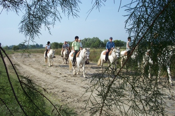 randonnée équestre en Camargue