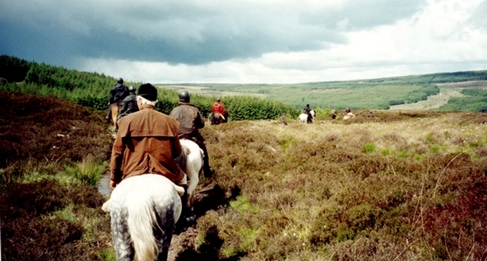 cheval en Irlande