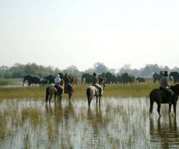 randonnee equestre Okavango