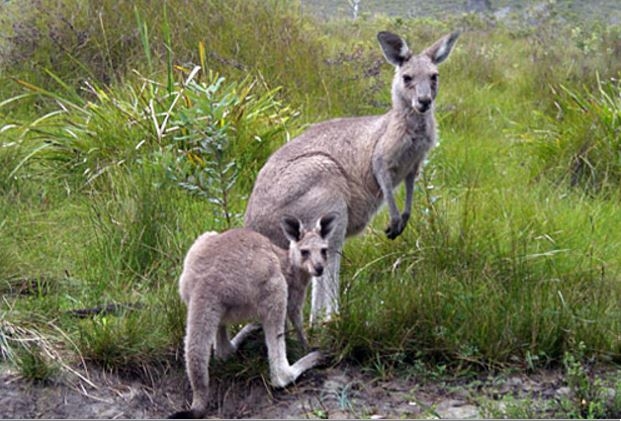 randonnee equestre Australie