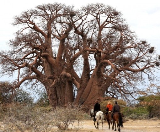 safari cheval Botswana