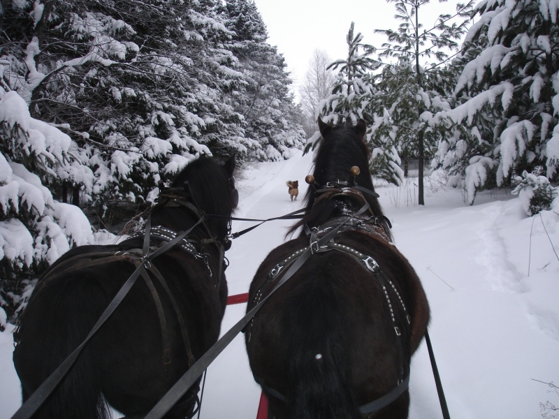 cheval au quebec