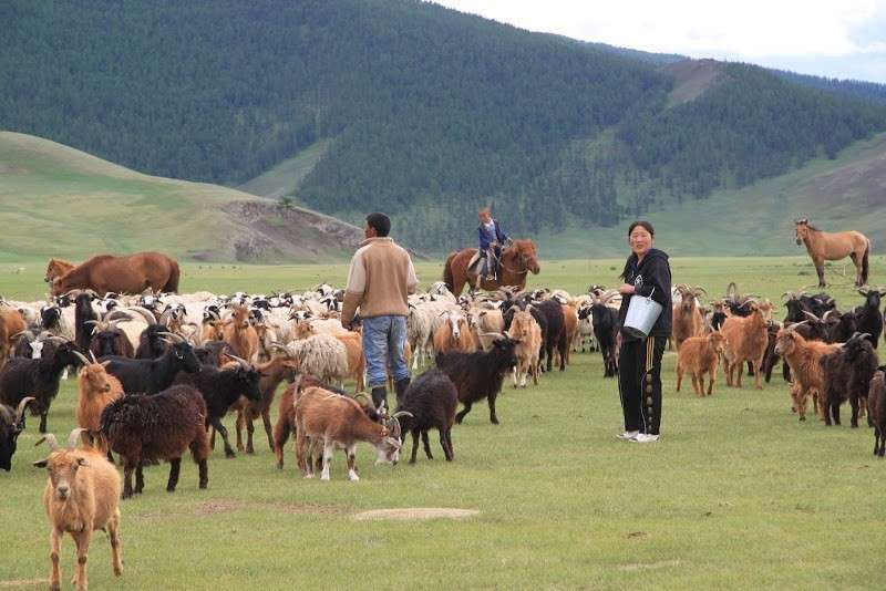 faire du cheval en mongolie