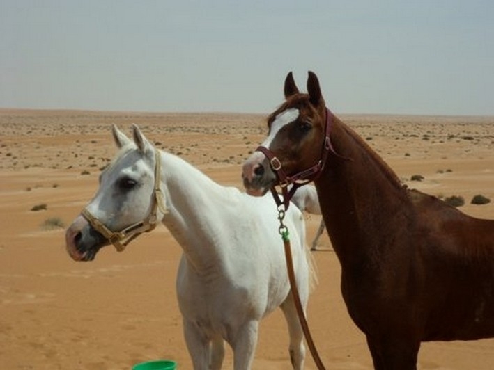 voyage a cheval a oman