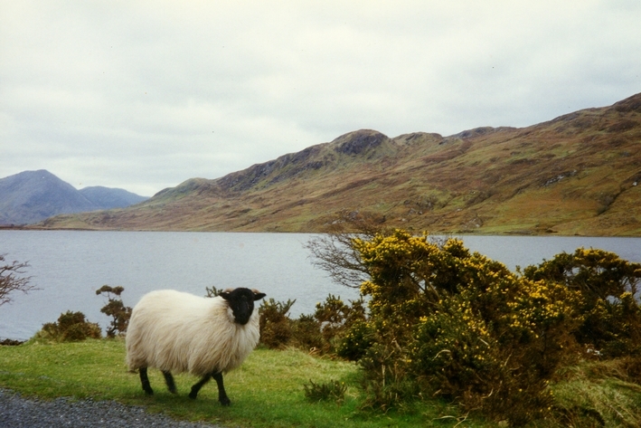 randonnee equestre irlande