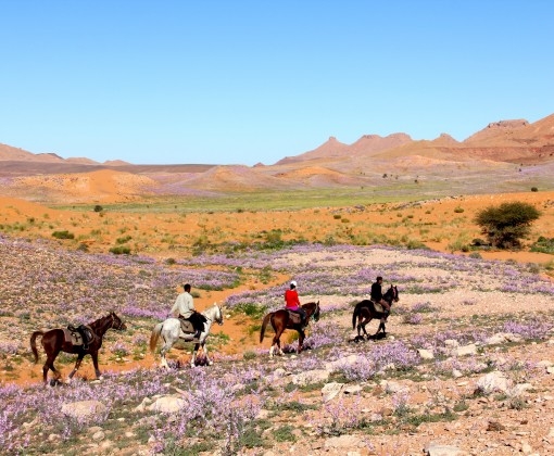 desert marocain a cheval