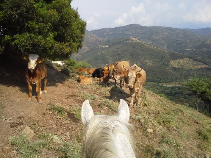 rando a cheval en Sicile