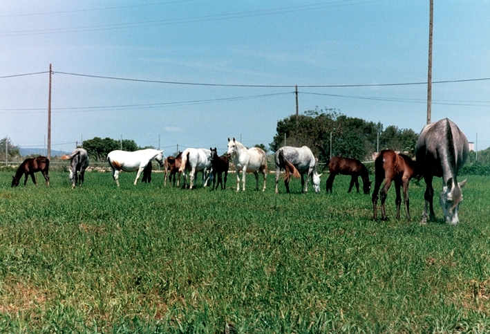 sejour equitation a majorque