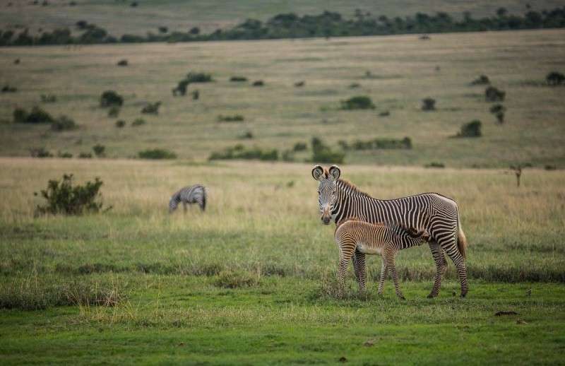 safari Kenya equestre