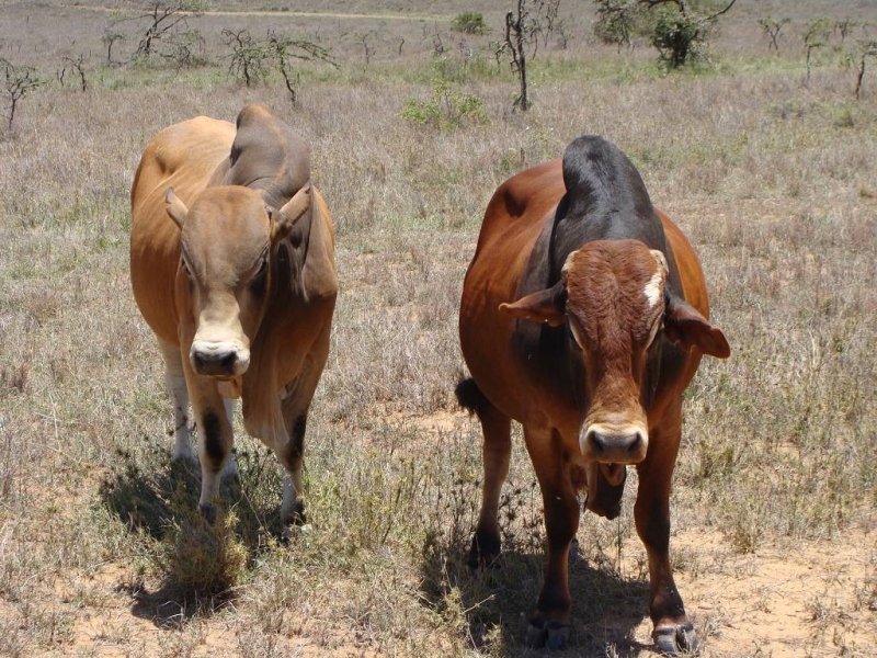 safari a cheval Kenya