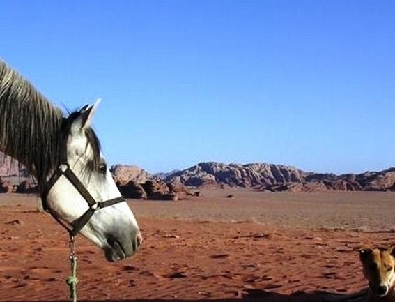 randonnee a cheval jordanie