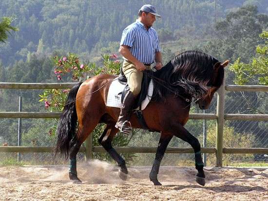 stage equestre portugal
