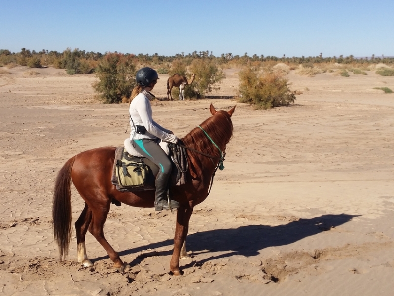 randonnee equestre maroc