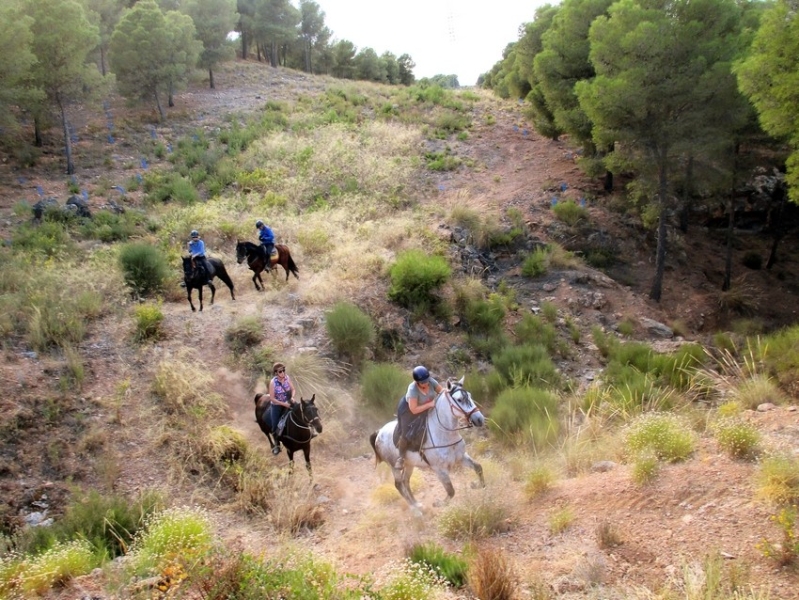 rando a cheval andalousie