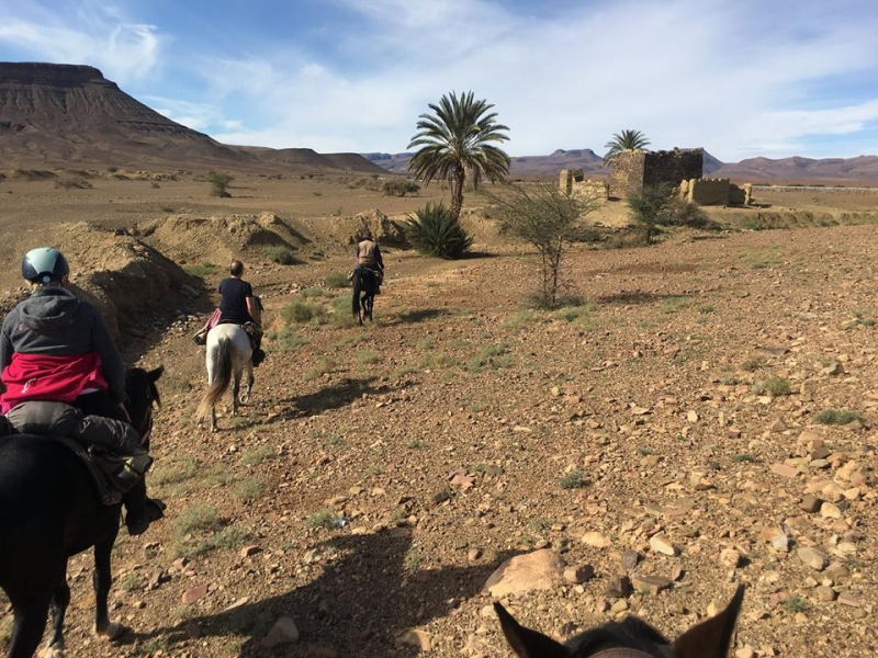 maroc a cheval