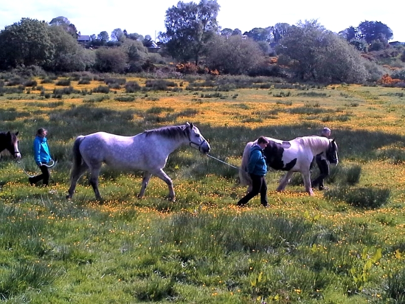 trek a cheval irlande