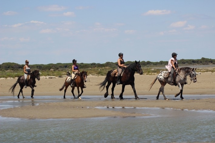 stage cheval en camargue