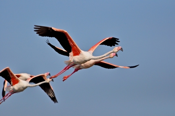 Camargue a cheval