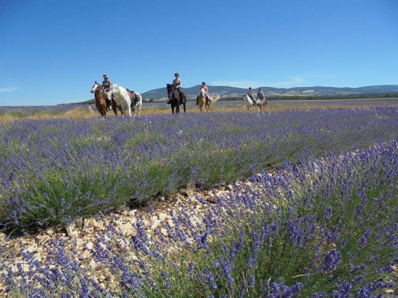 rando equestre lavande à cheval