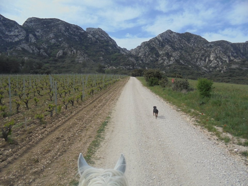 rando a cheval alpilles