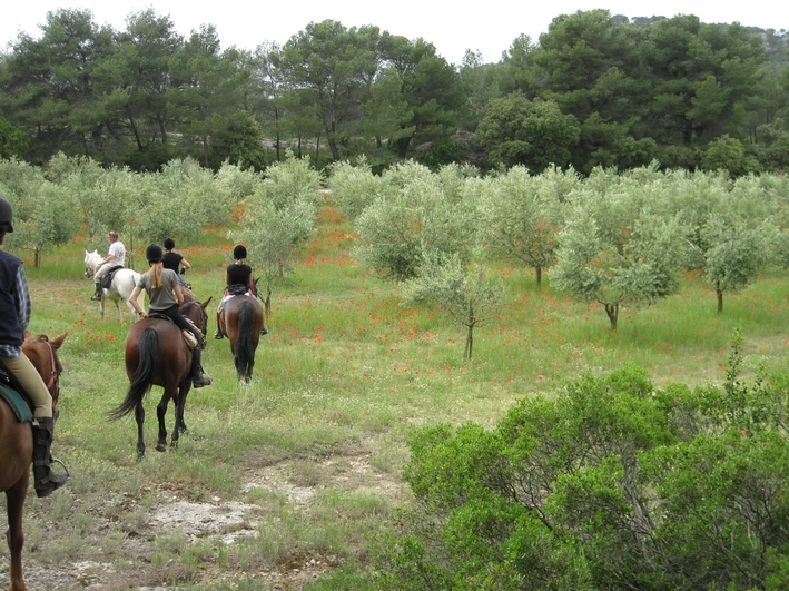 balade a cheval dans les alpilles