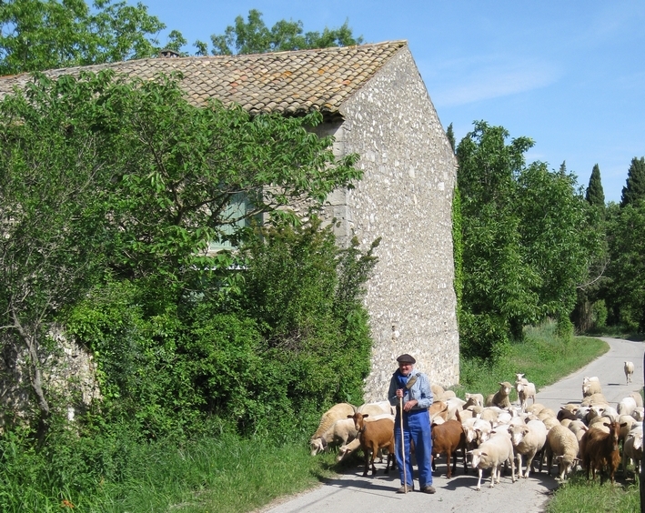 promenade a cheval dans les alpilles