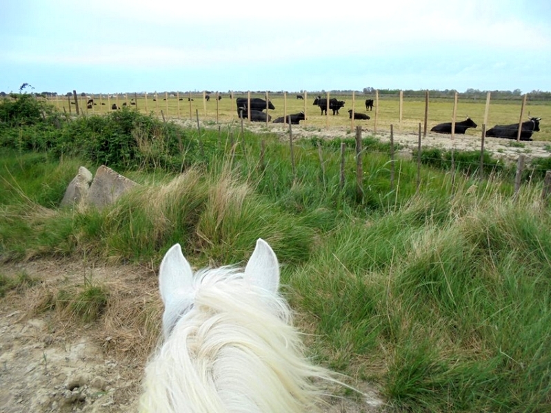 rando cheval Camargue