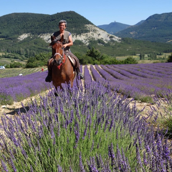 rando cheval lavande