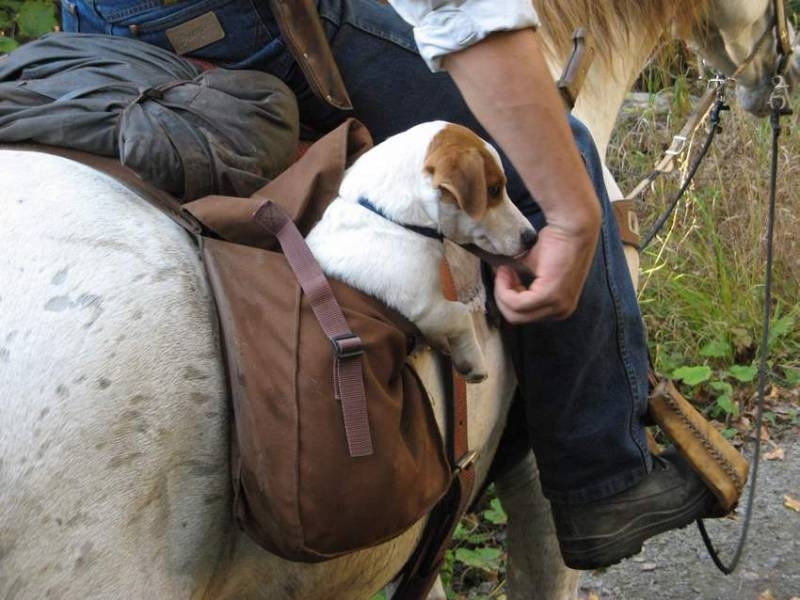 randonnee a cheval au quebec