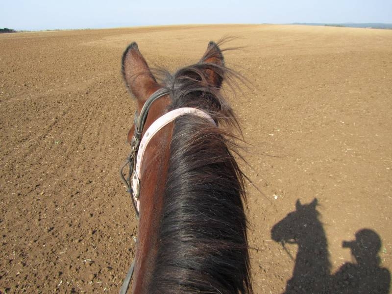 cheval en Toscane