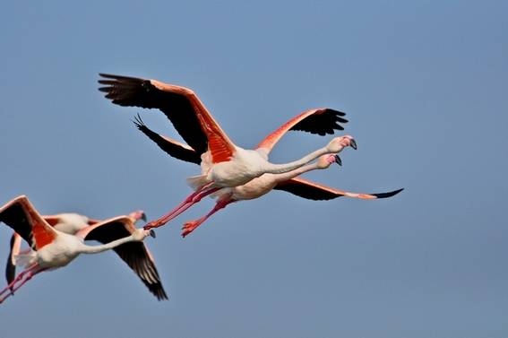 cheval en camargue