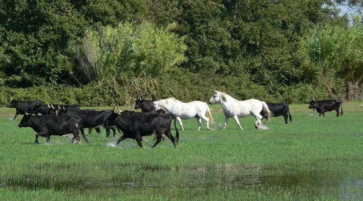 camargue a cheval