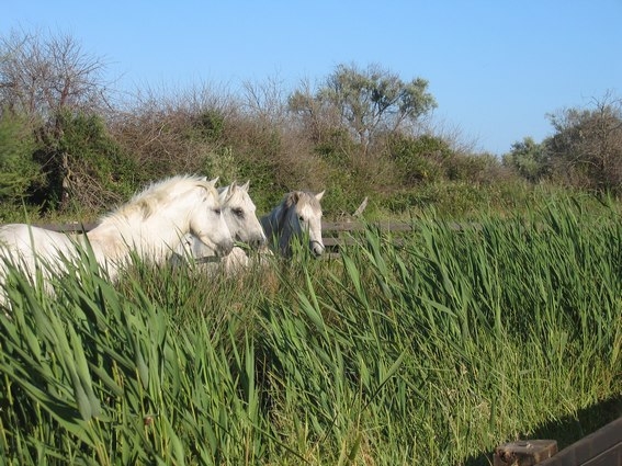 cheval en camargue