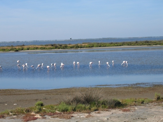 rando cheval camargue