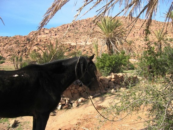 randonnee a cheval au maroc