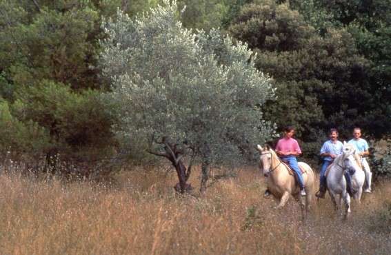 randonnee equestre en provence