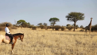 safari dans le kalahari