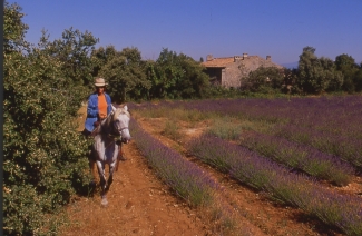 rando a cheval en Haute Provence