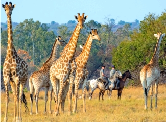 safari à cheval
