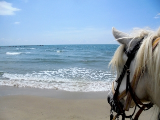 ​​Randonnée à cheval en Camargue