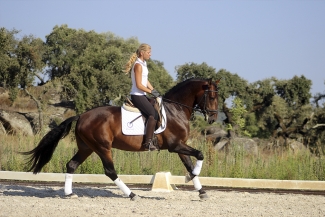 stage de dressage a cheval