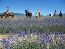 rando a cheval en Provence