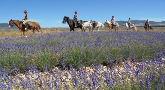 randonnée à cheval en haute Provence