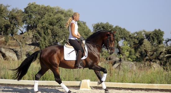 stage de dressage a cheval